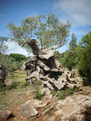 schöner alter Olivenbaum