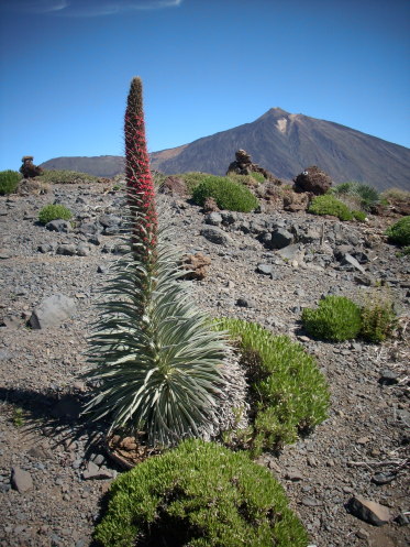 Roter Natternkopf am Teide